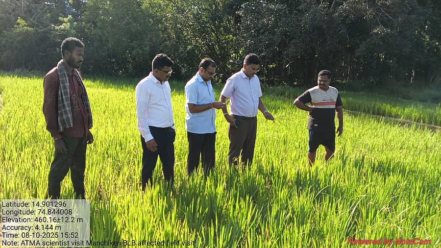 ರೋಗಕ್ಕೆ ತುತ್ತಾಗಿರುವ ಭತ್ತದ ಗದ್ದೆ