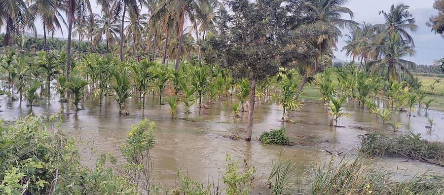 ಚಿಕ್ಕಮಗಳೂರು ತಾಲ್ಲೂಕಿನ ಮಾಚೇನಹಳ್ಳಿ ಬಳಿ ಜಲಾವೃತಗೊಂಡಿರುವ ಅಡಿಕೆ ತೋಟ
