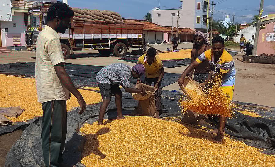 ಯಳಂದೂರು ತಾಲ್ಲೂಕಿನ ಹೊನ್ನೂರು ಗ್ರಾಮದಲ್ಲಿ ಬೆಳೆಗಾರರು ಮೆಕ್ಕೆಜೋಳವನ್ನು ಒಕ್ಕಣೆ ಮಾಡಿ ಮಾರಾಟ ಮಾಡಲು ಚೀಲಕ್ಕೆ ತುಂಬಿಸುತ್ತಿರುವ ದೃಶ್ಯ
