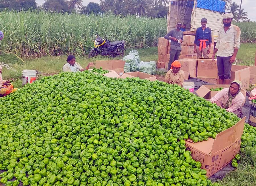 ಬನಹಟ್ಟಿ ಸಮೀಪದ ಯಲ್ಲಟ್ಟಿ ಗ್ರಾಮದ ರೈತ ವೆಂಕಟೇಶ ಮೋಪಗಾರ ತಮ್ಮ ತೋಟದಲ್ಲಿ ಬೆಳೆದ ಕ್ಯಾಪ್ಸಿಕಮ್ಗಳನ್ನು ಮುಂಬೈಗೆ ಕಳಿಸುತ್ತಿರುವುದು