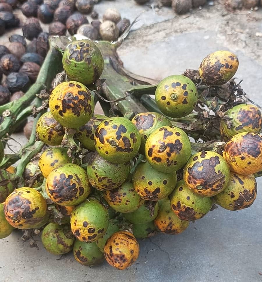 ಎಲೆಚುಕ್ಕಿ ರೋಗವು ಅಡಿಕೆ ಕಾಯಿಗಳಿಗೂ ವಿಸ್ತರಿಸಿರುವುದು 