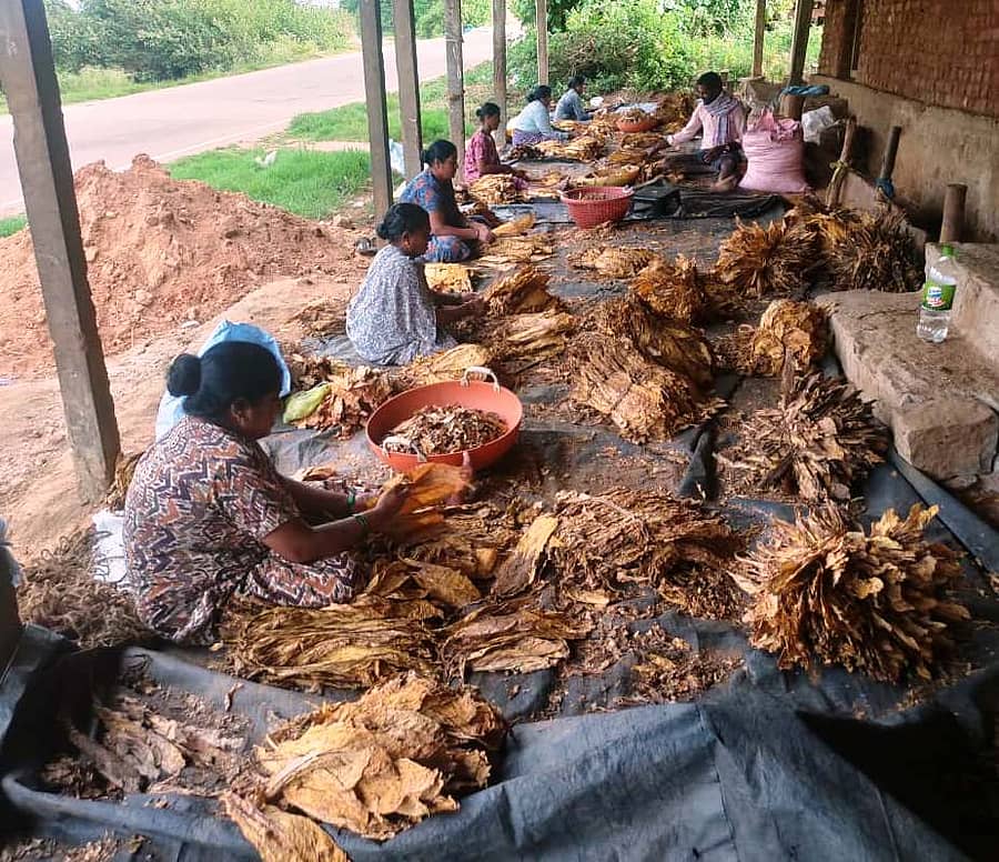 ಕೊಣನೂರು ಹೋಬಳಿ ವ್ಯಾಪ್ತಿಯ ಹಂಡ್ರಂಗಿಯಲ್ಲಿ ರೈತ ಮಹಿಳೆಯರು ಹೊಗೆಸೊಪ್ಪು ಗ್ರೇಡಿಂಗ್ ಮಾಡುತ್ತಿರುವುದು