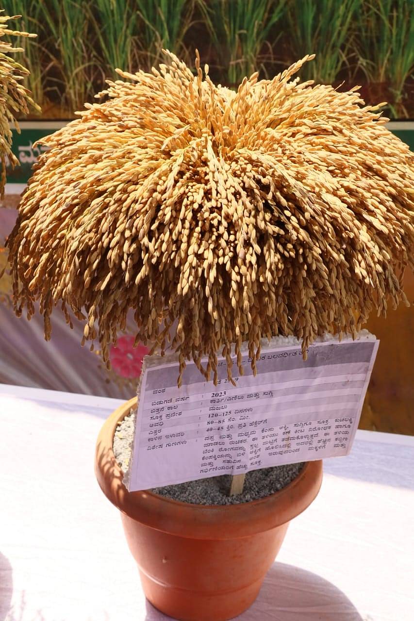 ಕಜೆ 25–9 ತಳಿಯ ಭತ್ತ