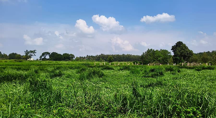 ದೊಡ್ಡಬಳ್ಳಾಪುರ ತಾಲ್ಲೂಕಿನ ಮಧುರನಹೊಸಹಳ್ಳಿ ಗ್ರಾಮದ ಸುತ್ತಮುತ್ತ ಮಳೆ ಗಾಳಿಗೆ ನೆಲಕಚ್ಚಿರುವ ರಾಗಿ ಬೆಳೆ