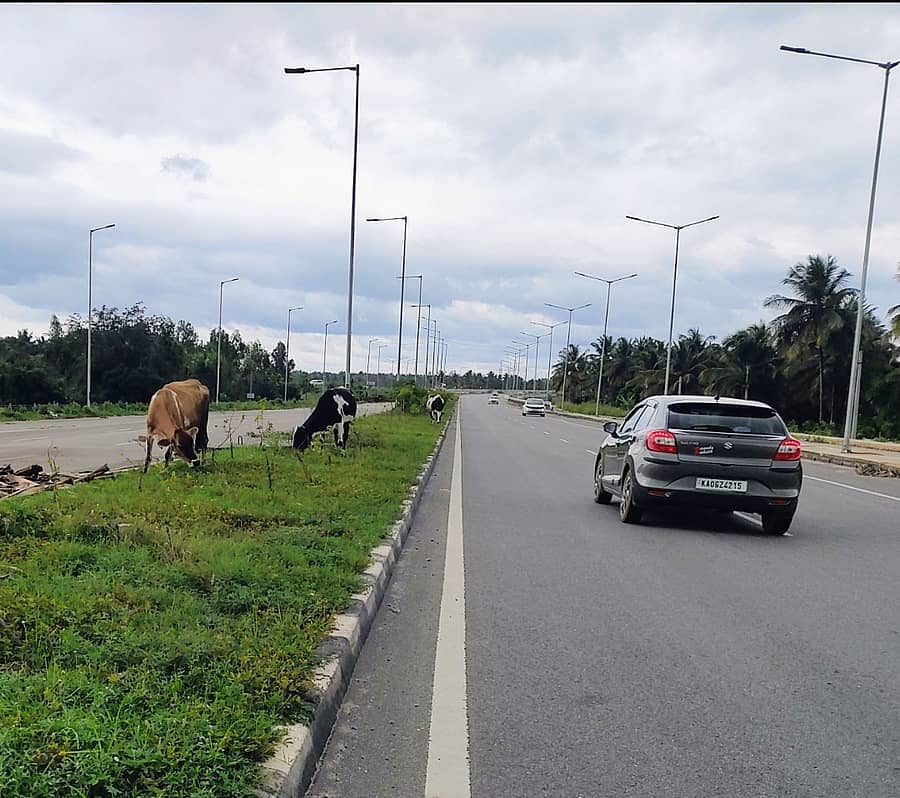 ಗುಬ್ಬಿ ತಾಲ್ಲೂಕಿನ ರಾಷ್ಟ್ರೀಯ ಹೆದ್ದಾರಿ 73ರ ವರ್ತುಲ ರಸ್ತೆಯ ಮಧ್ಯಭಾಗದಲ್ಲಿ ಮೇಯುತ್ತಿರುವ ಜಾನುವಾರು