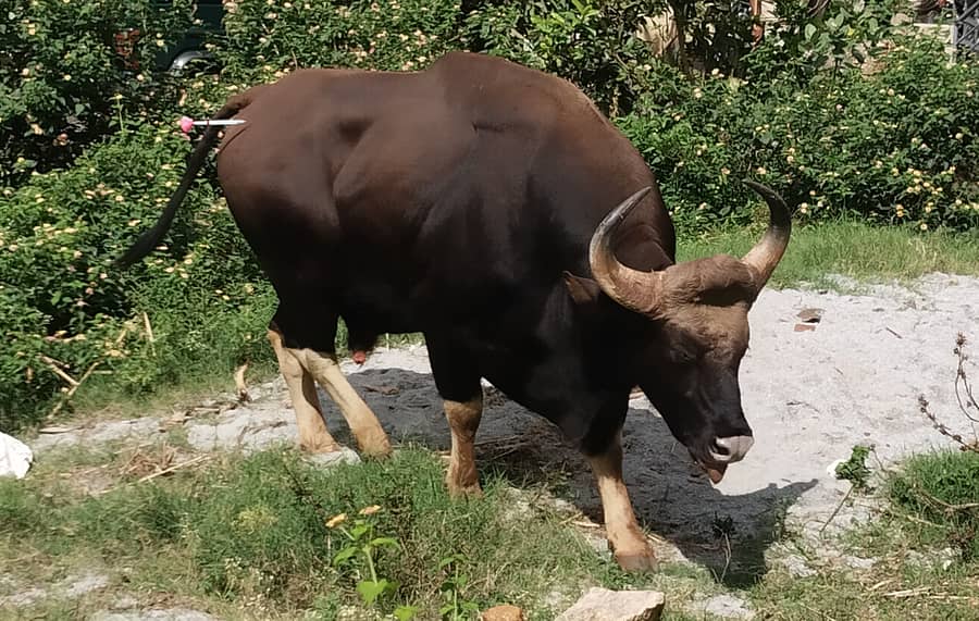 ಚನ್ನರಾಯಪಟ್ಟಣಕ್ಕೆ ಶನಿವಾರ ಬಂದಿದ್ದ ಕಾಡುಕೋಣ