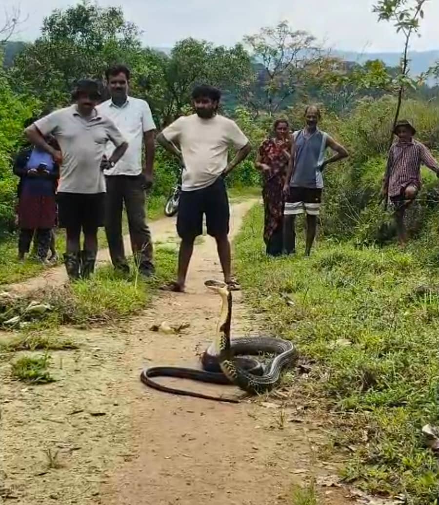 ಯಸಳೂರು ಹೋಬಳಿಯ ತಂಬಲಗೇರಿ ಗ್ರಾಮದಲ್ಲಿ ಕಾಣಿಸಿಕೊಂಡಿದ್ದ 12 ಅಡಿ ಉದ್ದದ ಕಾಳಿಂಗ ಸರ್ಪ