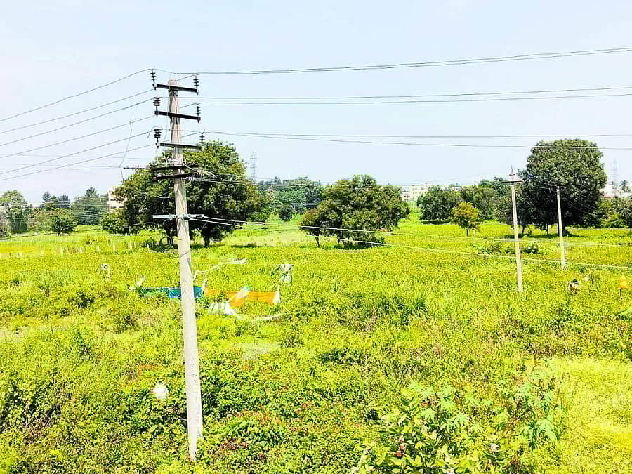 <div class="paragraphs"><p>ಜಕ್ಕಸಂದ್ರದಲ್ಲಿ ಹಂದಿಗಳ ಕಾಟ ತಪ್ಪಿಸಲು ಹೊಲದ ಸುತ್ತ ಬಟ್ಟೆ ಕಟ್ಟಿರುವ ರೈತರು</p></div>