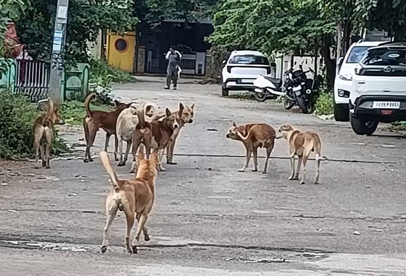 ಶಿರಾದ ವಿದ್ಯಾನಗರದಲ್ಲಿ ನಾಯಿಗಳ ಹಿಂಡು