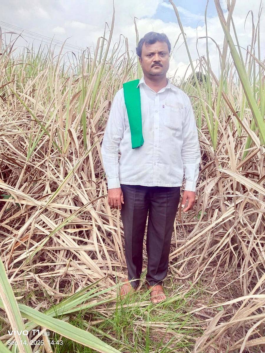 ತೇರದಾಳ ತಾಲ್ಲೂಕಿನ ಸಸಾಲಟ್ಟಿಯ ರೈತ ಯಲ್ಲಪ್ಪ ಮುಶಿಯವರ ಕಬ್ಬು ಬೆಳೆ ಗೊಣ್ಣೆ ಹುಳುವಿನ ಬಾಧೆಯಿಂದ ಒಣಗಿರುವುದು.