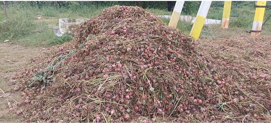 ಅಧಿಕ ತೇವಾಂಶದ ಕಾರಣ ಕೊಳೆತು ಹೋಗಿರುವ ಈರುಳ್ಳಿ