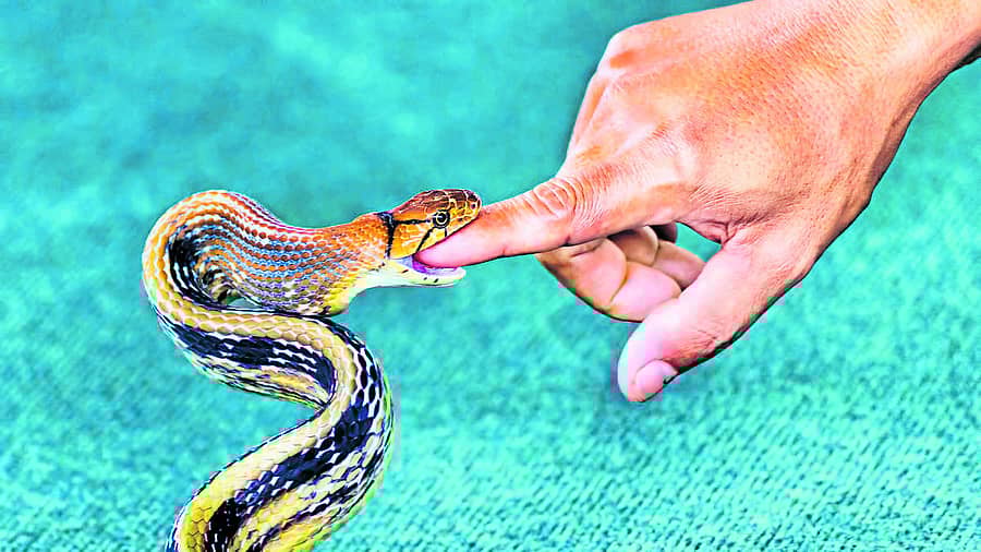 ಸಾಂದರ್ಭಿಕ