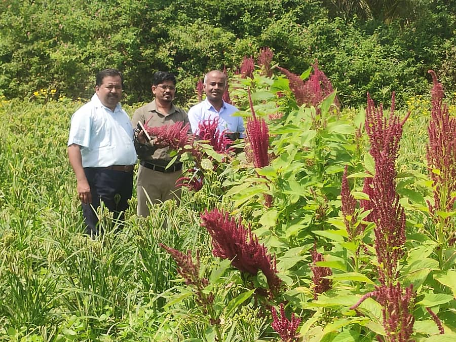 ಚಿಕ್ಕನಾಯಕನಹಳ್ಳಿ ತಾಲ್ಲೂಕಿನ ಅಣೆಕಟ್ಟೆಯ ಪ್ರಗತಿಪರ ಕೃಷಿಕ ವಿಶ್ವನಾಥ್ ಹೊಲಕ್ಕೆ ಕೃಷಿ ಅಧಿಕಾರಿಗಳು ಭೇಟಿ ನೀಡಿದ್ದರು