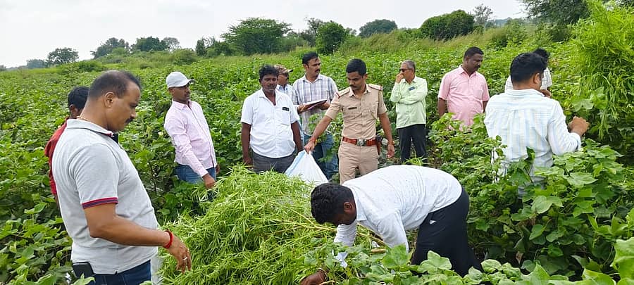 <div class="paragraphs"><p>ಕೆಂಭಾವಿ ತಾಲ್ಲೂಕಿನ ವಂದಗನೂರ ಗ್ರಾಮದ ಜಮೀನೊಂದರಲ್ಲಿ ಬೆಳೆದಿದ್ದ ಗಾಂಜಾ ಗಿಡಗಳನ್ನು ಪರಿಶೀಲಿಸಿದ ಪೊಲೀಸರು </p></div>