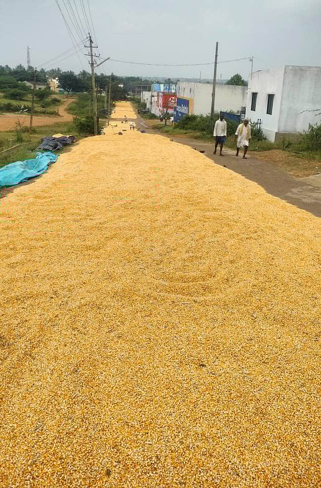 ಲಕ್ಷ್ಮೇಶ್ವರದ ಎಪಿಎಂಸಿ ಆವರಣದಲ್ಲಿ ಒಕ್ಕಣಿ ಮಾಡಿದ ಮೆಕ್ಕೆಜೋಳವನ್ನು ಒಣ ಹಾಕಿರುವ ರೈತರು