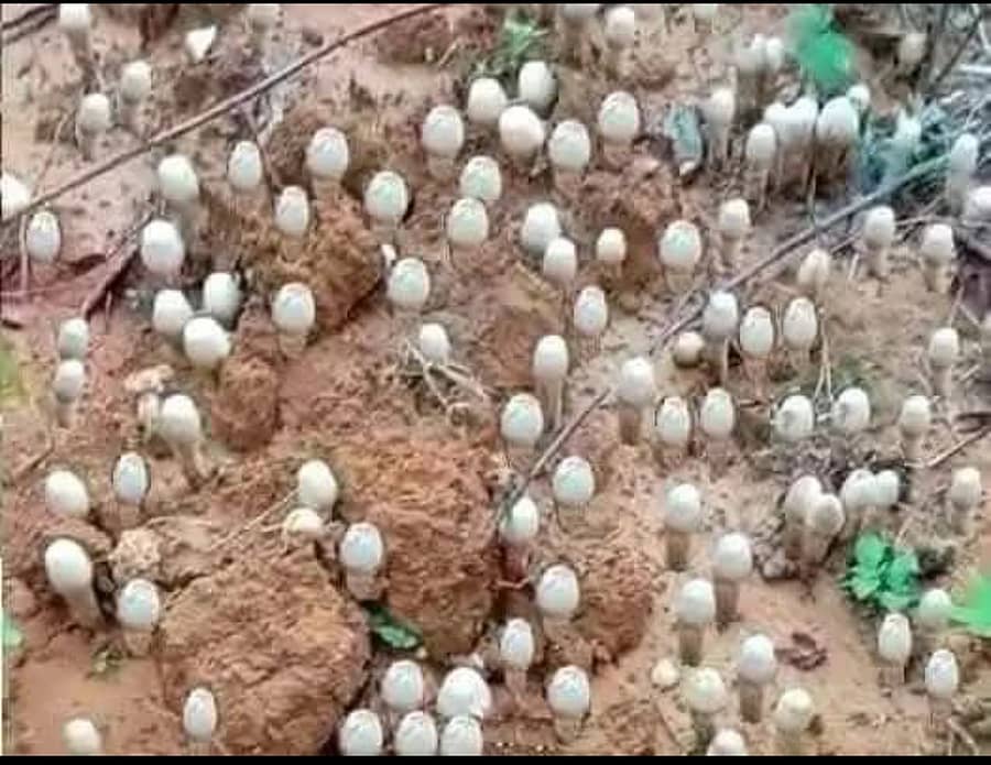 ಮುಳಬಾಗಿಲು ತಾಲ್ಲೂಕಿನ ಎನ್.ವೆಂಕಟಾಪುರ ಗ್ರಾಮದ ರೈತರೊಬ್ಬರ ತೋಟದ ಬಳಿ ಯಥೇಚ್ಛವಾಗಿ ಹುಟ್ಟಿಕೊಂಡ ಅಣಬೆಗಳ ರಾಶಿ