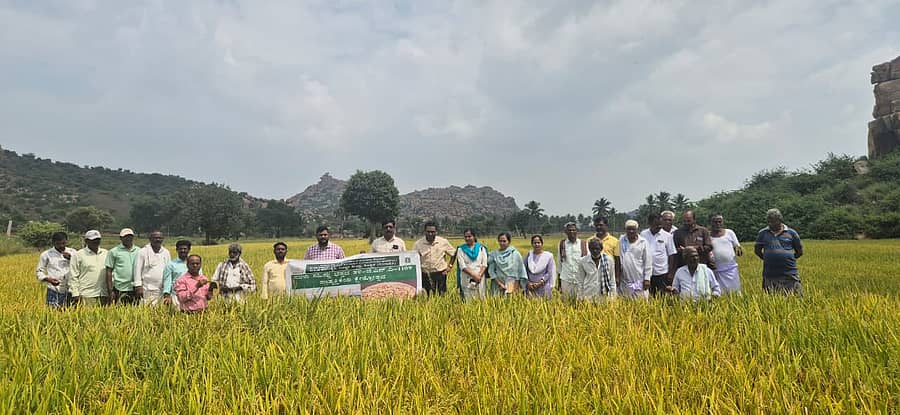 ಗಂಗಾವತಿ ತಾಲ್ಲೂಕಿನ ಮಲ್ಲಾಪುರ ಗ್ರಾಮದ ರೈತ ರಾಮ ಕೃಷ್ಣ ಅವರು ಜಮೀನಿನಲ್ಲಿ ಬೆಳೆದ ಭತ್ತದ ತಳಿ ಜಿ.ಎನ್. ವಿ-1109 ಕುರಿತು ಐಸಿಎಆರ್ ಕೃಷಿ ವಿಜ್ಞಾನ ಕೇಂದ್ರದಿಂದ ಪ್ರಾತ್ಯಕ್ಷಿಕೆ ನಡೆಸಲಾಯಿತು
