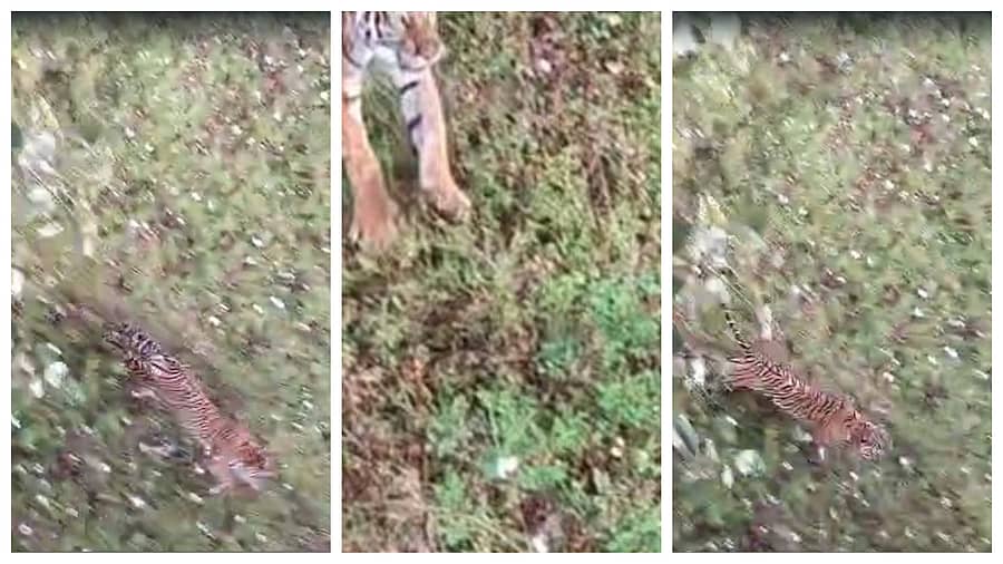 <div class="paragraphs"><p>ಮೈಸೂರು&nbsp;ಜಿಲ್ಲೆಯ ಸರಗೂರು ತಾಲ್ಲೂಕಿನ ಬಡಗನಪುರ ಗ್ರಾಮದಲ್ಲಿ ರೈತರ ಮೇಲೆ ದಾಳಿ ಮಾಡಿದ ಹುಲಿ</p></div>