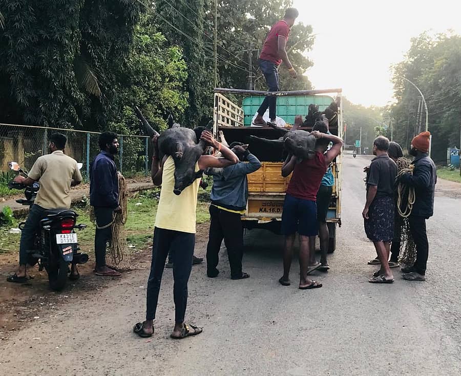 ಮುಂಡಗೋಡ ಪಟ್ಟಣದಲ್ಲಿ ಹಂದಿಗಳನ್ನು ಹಿಡಿದು ಬೇರೆಡೆ ಸ್ಥಳಾಂತರ ಮಾಡಲಾಯಿತು