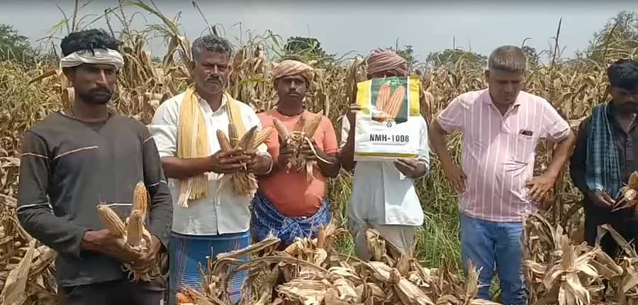 ಹಾವೇರಿ ಜಿಲ್ಲೆಯ ಹಿರೇಕೆರೂರು ತಾಲ್ಲೂಕಿನ ಮುದ್ದಿನಕೊಪ್ಪ ಗ್ರಾಮದ ಜಮೀನಿನಲ್ಲಿ ಹಾಳಾಗಿರುವ ಮೆಕ್ಕೆಜೋಳವನ್ನು ರೈತರು ತೋರಿಸಿದರು