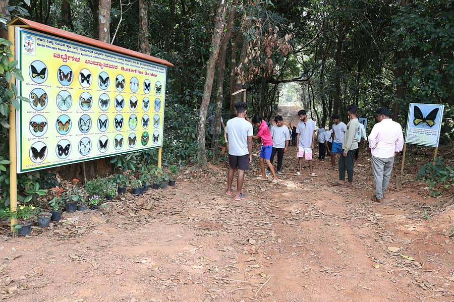 ಬ್ರಹ್ಮಾವರ ಕೆ.ವಿ.ಕೆ.ಯ ನೈಸರ್ಗಿಕ ಚಿಟ್ಟೆ ಉದ್ಯಾನ