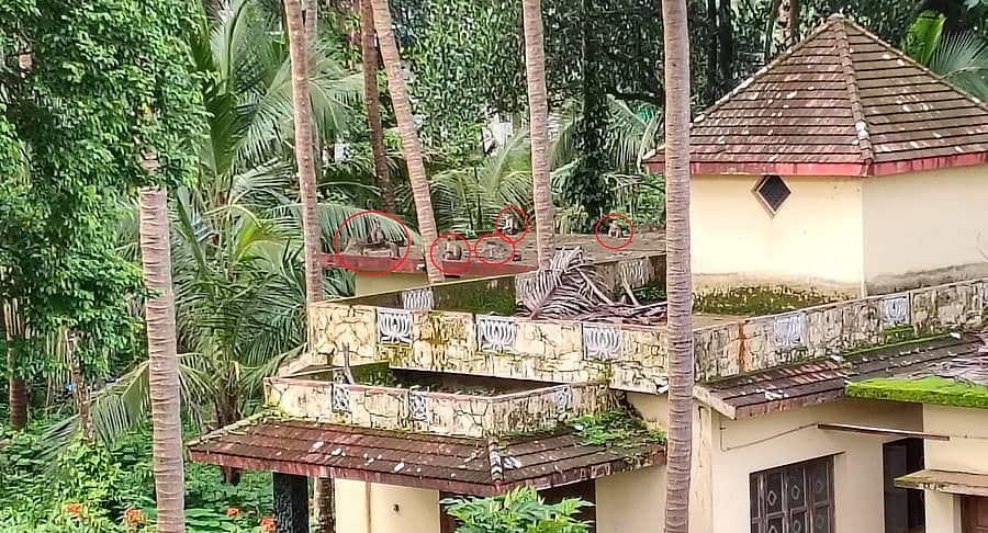 ಬೈಂದೂರು ಪಟ್ಟಣದ ಹೃದಯ ಭಾಗದಲ್ಲಿರುವ ಮನೆಯೊಂದರ ತೆಂಗಿನ ತೋಟಕ್ಕೆ ನುಗ್ಗಿರುವ ಮಂಗಗಳು