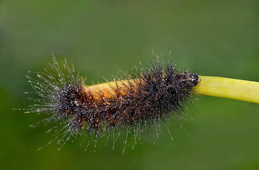 ಕಂಬಳಿಹುಳು