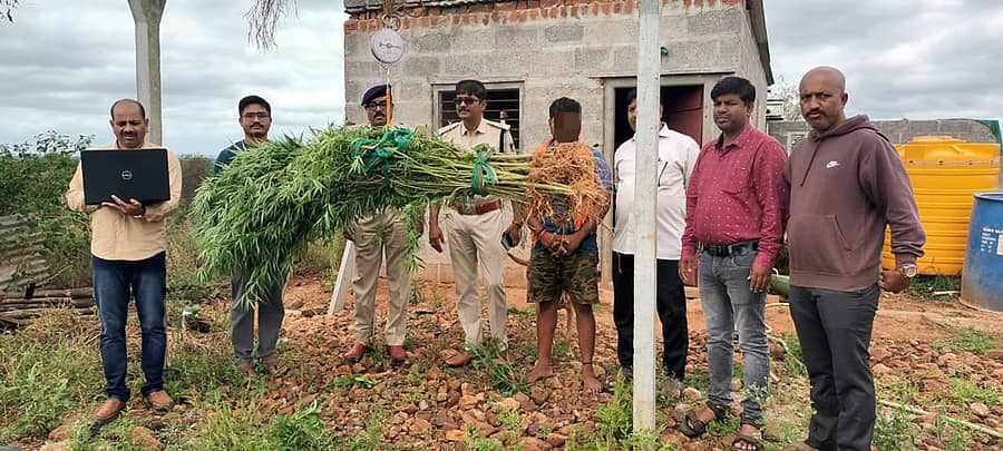 ಶಿಕಾರಿಪುರ ತಾಲ್ಲೂಕಿನ ದಿಂಡದಹಳ್ಳಿಯಲ್ಲಿ ಗ್ರಾಮಾಂತರ ಠಾಣೆ ಪೊಲೀಸರು ವಶಪಡಿಸಿಕೊಂಡ ಗಾಂಜಾ ಗಿಡಗಳು
