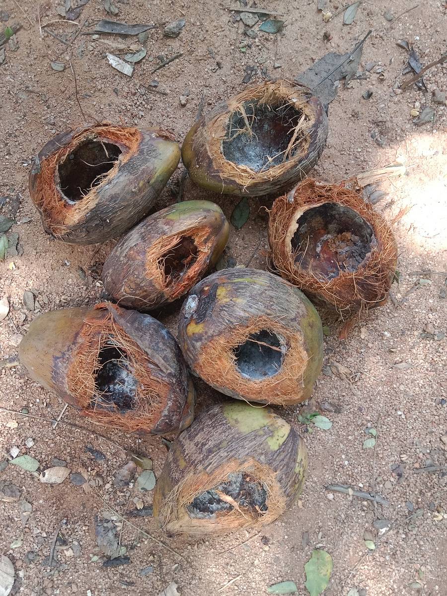ಕೆಂಚಳಿಲು ತಿಂದು ಹಾಕಿದ ಸಿಯಾಳ.