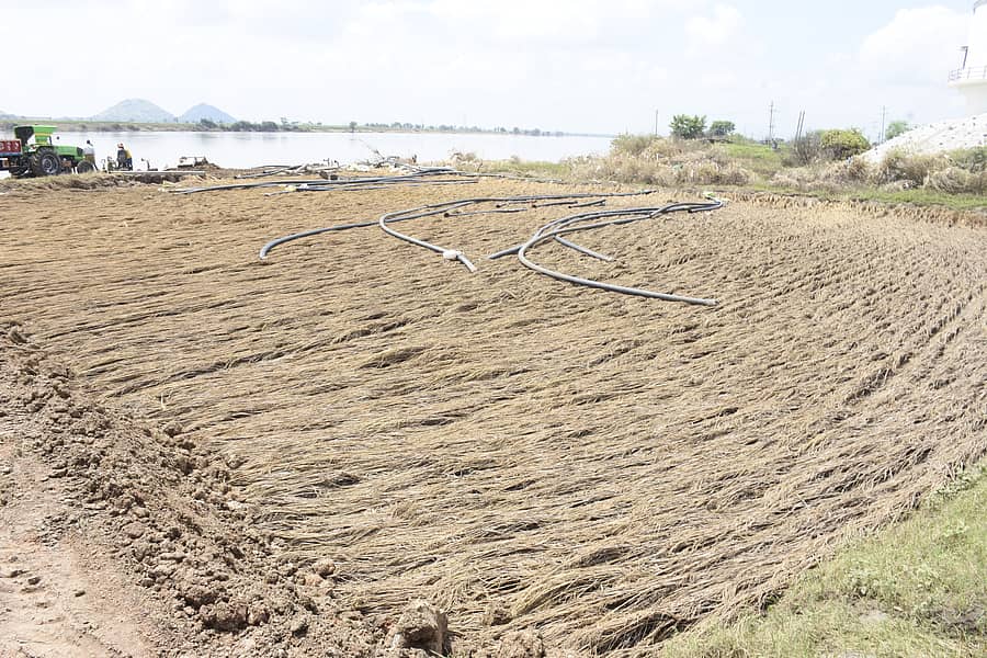 <div class="paragraphs"><p>ಯಾದಗಿರಿಯ ಭೀಮಾ ನದಿ ತೀರದಲ್ಲಿ ಪ್ರವಾಹಕ್ಕೆ ಸಿಲುಕಿ ಒಣಗಿರುವ ಭತ್ತ </p></div>