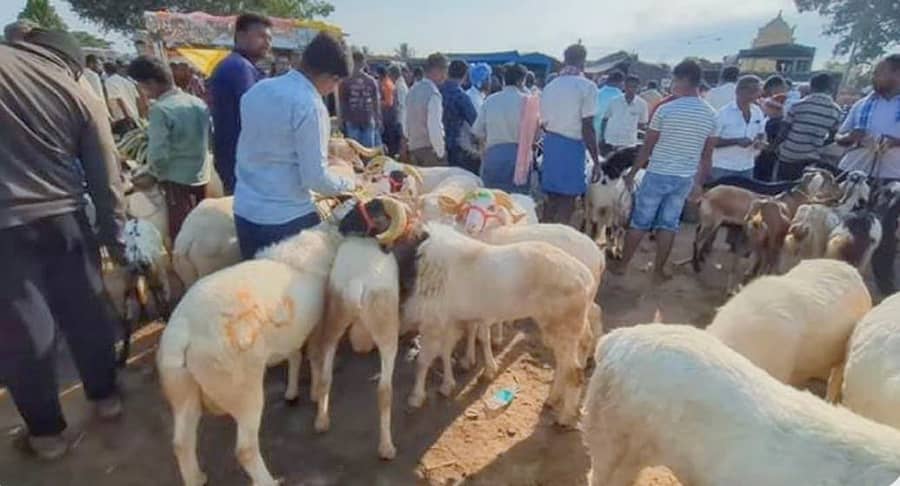 ಮಾಗಡಿ ಕೋಟೆ ಮೈದಾನದಲ್ಲಿ ನಡೆಯುವ ಕುರಿ,ಮೇಕೆ ಸಂತೆ