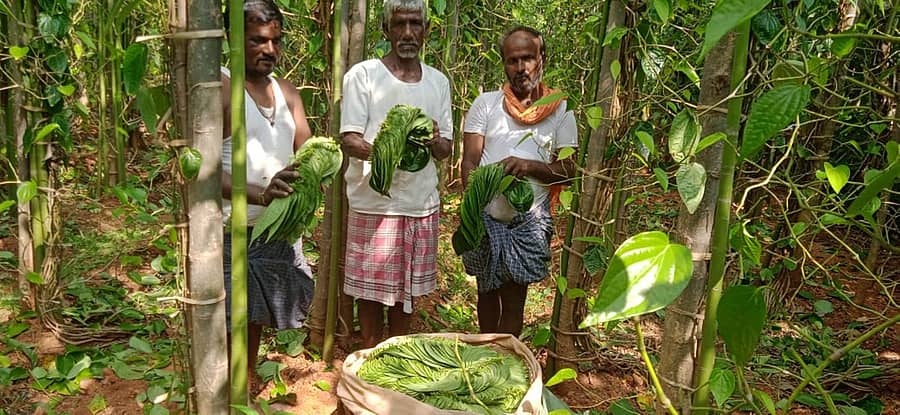 ಮಾರುಕಟ್ಟೆಗೆ ಹೊರಡಲು ಸಿದ್ಧಗೊಂಡಿರುವ ವೀಳ್ಯದೆಲೆ ಪೆಂಡೆ