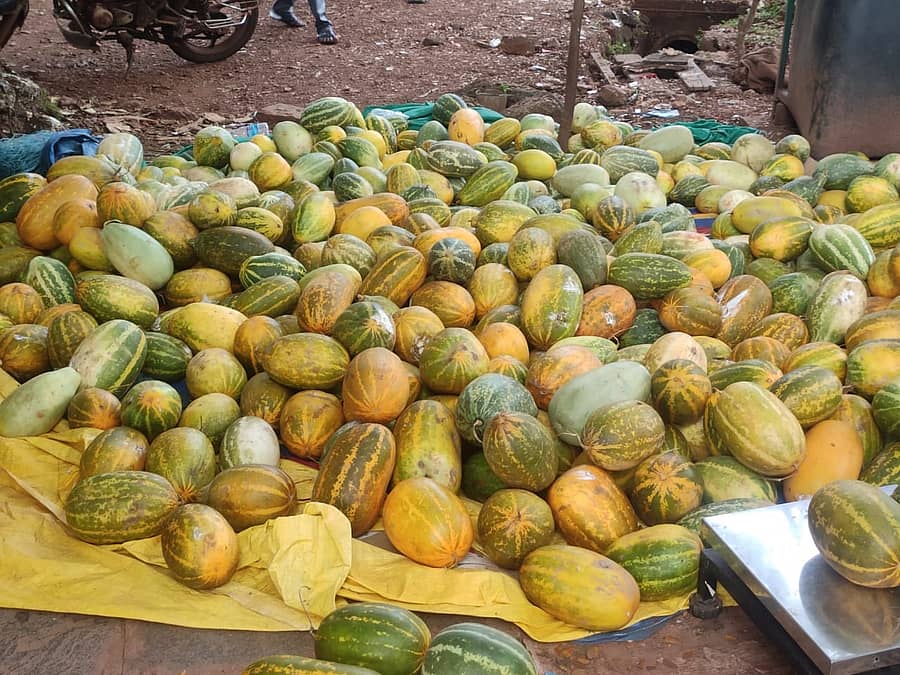ಹೊನ್ನಾವರ ತಾಲ್ಲೂಕಿನ ಕವಲಕ್ಕಿಯಲ್ಲಿ ಮಾರಾಟಕ್ಕಿಟ್ಟಿರುವ ಮೊಗೆಕಾಯಿ ರಾಶಿ