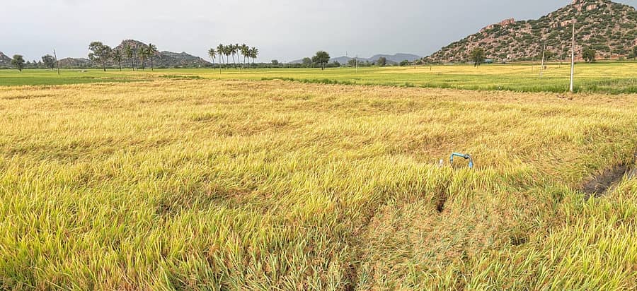 ತೆಕ್ಕಲಕೋಟೆ ಪಟ್ಟಣದ ರಾಷ್ರೀಯ ಹೆದ್ದಾರಿ 150 ಎ ಪಕ್ಕದ ಭತ್ತದ ಬೆಳೆ ಮಂಗಳವಾರ ಸುರಿದ ಮಳೆಗೆ ಬೆಳೆ ನೆಲಕಚ್ಚಿದೆ