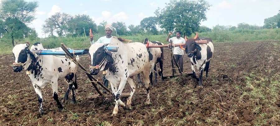 ಕಲಬುರಗಿ ಜಿಲ್ಲೆಯ ಚಿಂಚೋಳಿ ಹೊರವಲಯದ ಐನೋಳ್ಳಿ ರಸ್ತೆಯ ಬದಿಯ ಹೊಲದಲ್ಲಿ ಜೋಳ ಬಿತ್ತನೆ ಬಳಿಕ ರೈತರು ಎತ್ತುಗಳಿಂದ ರಂಟೆ ಹೊಟೆ ಹೊಡೆದ ನೋಟ ಮಂಗಳವಾರ ಕಂಡುಬಂತು  –ಪ್ರಜಾವಾಣಿ ಚಿತ್ರ