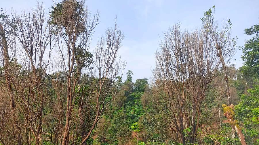 ಸಕಲೇಶಪುರ ತಾಲ್ಲೂಕಿನ ತಂಬಲಗೆರೆ ಗ್ರಾಮದ ರೈತ ಟಿ.ಎಸ್‌. ತಮ್ಮೇಗೌಡ ಅವರ ತೋಟದಲ್ಲಿ ಕಿತ್ತಳೆ ಮರಗಳು ಒಣಗಿರುವುದು