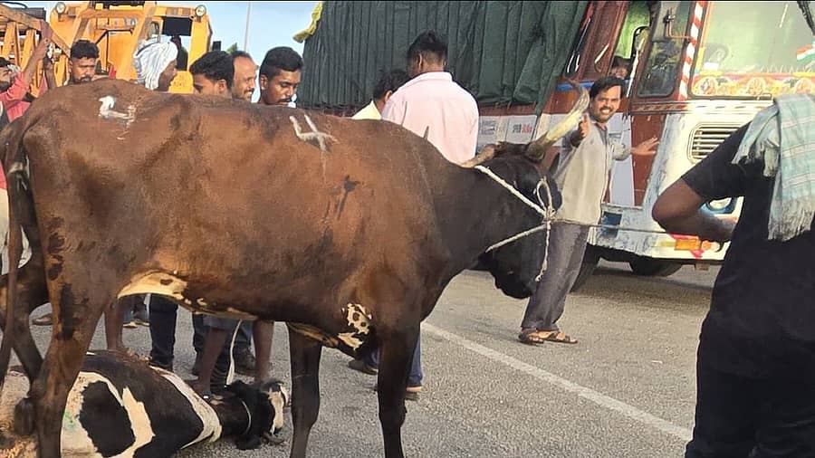 ಮುನಿರಾಬಾದ್ ಸಮೀಪ ಹಿಟ್ನಾಳ ಹೆದ್ದಾರಿಯ ಟೋಲ್‌ಗೇಟ್ ಬಳಿ ಮಂಗಳವಾರ ಬೆಳಗಿನ ಜಾವ ಜಾನುವಾರುಗಳನ್ನು ಸಾಗಿಸುತ್ತಿದ್ದ ಟ್ರಕ್ ಪಲ್ಟಿಯಾಗಿ ಹಸುಗಳು ಗಾಯಗೊಂಡಿರುವುದು