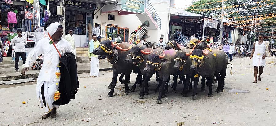 ಹರಪನಹಳ್ಳಿ ನಗರದ ಗೌಳೇರ ಪೇಟೆ ಮುಖ್ಯಬೀದಿಯಲ್ಲಿ ಗೌಳೇರ ಕುಟುಂಬದಿಂದ ಎಮ್ಮೆ ಬೆದರಿಸುವ ಸ್ಪರ್ಧೆ ಜರುಗಿತು