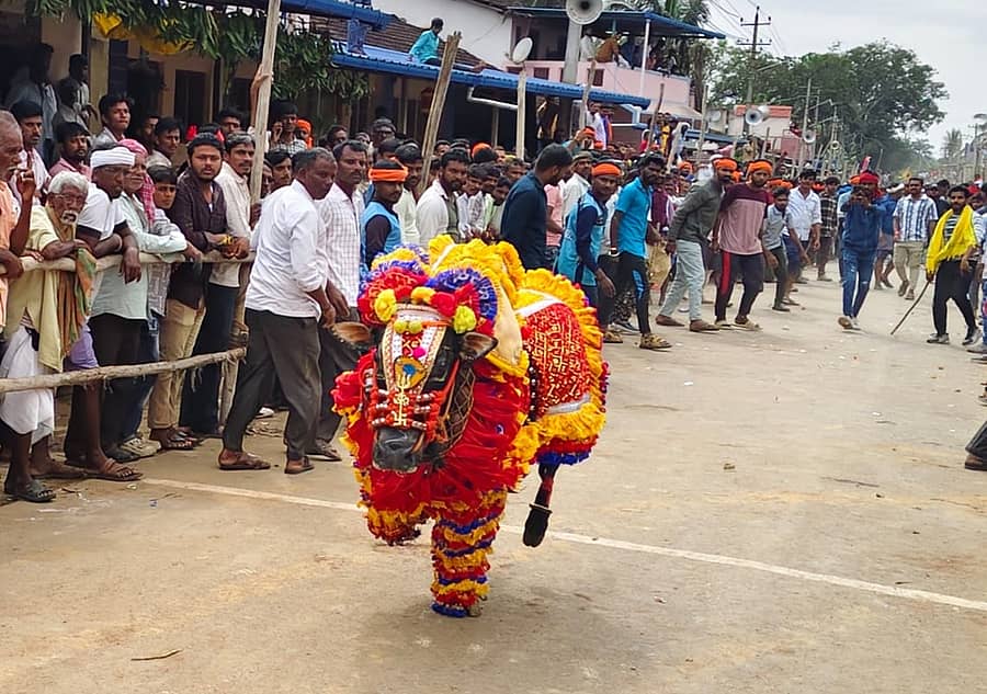 ಮುಂಡಗೋಡ ಪಟ್ಟಣದ ಹಳೂರು ಓಣಿಯಲ್ಲಿ ಬುಧವಾರ ನಡೆದ ಹೋರಿ ಬೆದರಿಸುವ ಕಾರ್ಯಕ್ರಮದಲ್ಲಿ ಅಲಂಕೃತಗೊಂಡಿದ್ದ ಹೋರಿಯೊಂದು ಓಡಿದ ದೃಶ್ಯ