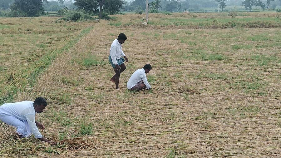 <div class="paragraphs"><p>ನೆಲಕ್ಕೊರಗಿದ ಭತ್ತ</p></div>