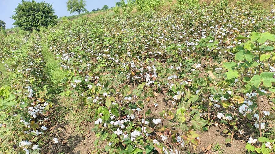 21ಎಸ್ಎಚ್ಪಿ 1: ಶಹಾಪುರ ತಾಲ್ಲೂಕಿನ ಮುಡಬೂಳ ಗ್ರಾಮದಲ್ಲಿ ಹತ್ತಿ ಕೀಳಲು ಬಂದಿದೆ