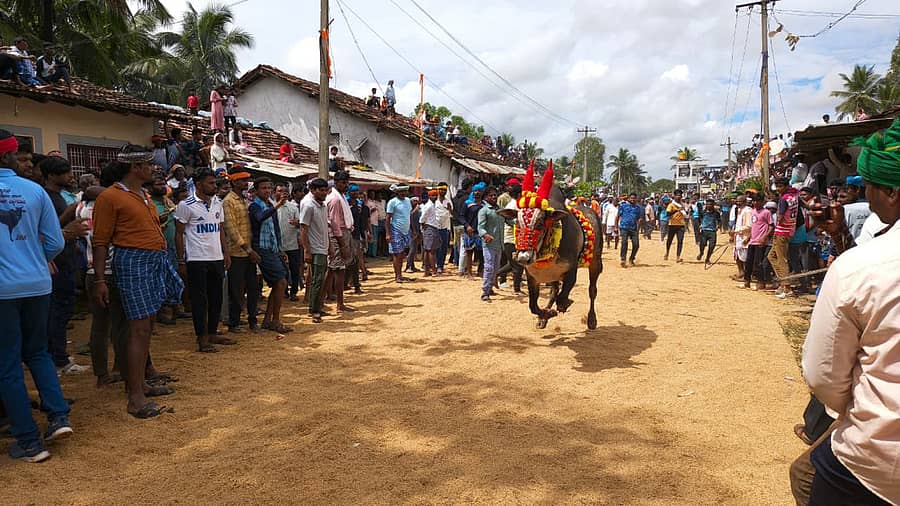 ತಿಳವಳ್ಳಿ ಸಮೀಪದ ಕೂಸನೂರ ಗ್ರಾಮದಲ್ಲಿ ನಡೆದ ಹೋರಿ ಬೆದರಿಸುವ ಸ್ಪರ್ಧೆಯಲ್ಲಿ ಹೋರಿ ಮುನ್ನುಗ್ಗಿ ಬಂದಿತು