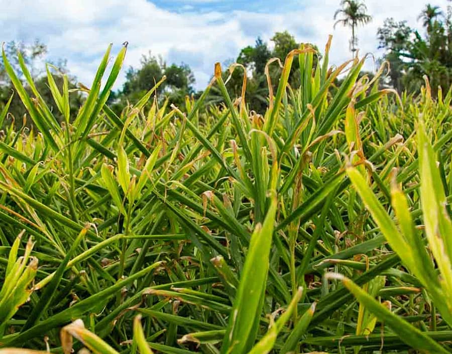 ಶಿರಸಿಯ ಬನವಾಸಿ ಹೋಬಳಿಯಲ್ಲಿ ಎಲೆಚುಕ್ಕಿ ರೋಗ ಬಾಧಿತ ಶುಂಠಿ ಗಿಡಗಳು