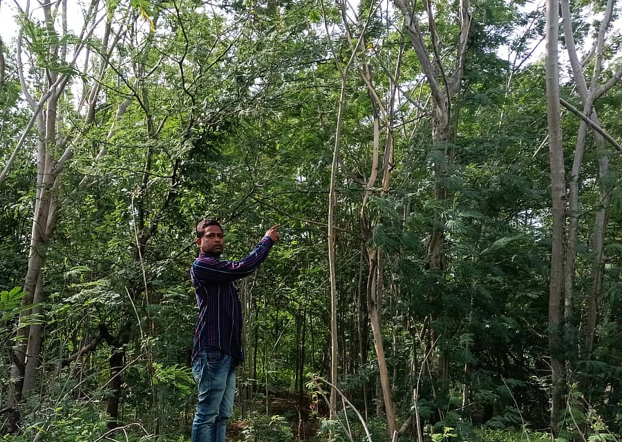 ಡಾ. ಪ್ರದೀಪ್ ಉಗಲಾಟದ ಅವರ ಜಮೀನಿನಲ್ಲಿ ಬೆಳೆದಿರುವ ಮರಗಿಡಗಳು