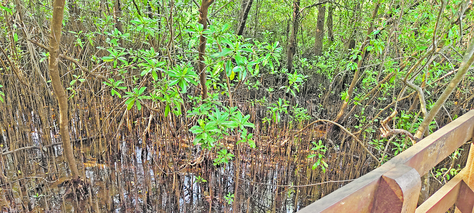Mangrove Forest Karnataka: ಕಾಂಡ್ಲಾ ಕಾಡಿನಲ್ಲೊಂದು ಸುತ್ತು...
