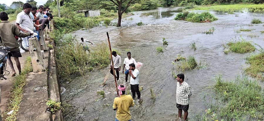 ಮುಳಬಾಗಿಲು ತಾಲ್ಲೂಕಿನಲ್ಲಿ ಕೆರೆಗಳು ಕೋಡಿ ಹರಿಯುತ್ತಿದ್ದು ಮುಷ್ಟೂರು ಕೌಂಡಿನ್ಯ ನದಿಯಲ್ಲಿ (ಏಟಿ) ಮೀನುಗಳನ್ನು ಬೇಟೆಯಾಡುತ್ತಿರುವ ಮೀನು ಪ್ರಿಯರು