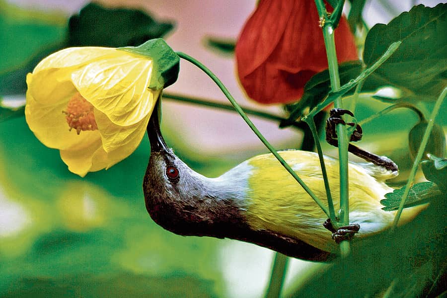 ಇರು, ಮಕರಂದ ತಂದೆ...