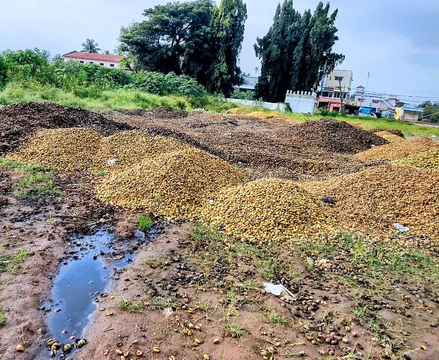 <div class="paragraphs"><p>ಗುಬ್ಬಿಯ ಚನ್ನಬಸವೇಶ್ವರ ದೇವಾಲಯ ಮುಂಭಾಗದ ಖಾಲಿ ಜಾಗದಲ್ಲಿ ಅಡಿಕೆ ಸಿಪ್ಪೆ ಸುರಿಯಲಾಗಿದೆ</p></div>