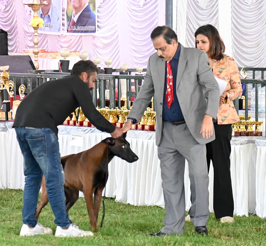 ಮೈಸೂರಿನ ಹಳೇ ಡಿಸಿ ಕಚೇರಿ ಬಳಿಯ ಸ್ಕೌಟ್ಸ್ ಅಂಡ್ ಗೈಡ್ಸ್ ಮೈದಾನದಲ್ಲಿ ನಡೆದ ಸ್ಪರ್ಧೆಯಲ್ಲಿ ಭಾಗವಹಿಸಿದ್ದ ಶ್ವಾನವನನ್ನು ತೀರ್ಪುಗಾರ ಸಿ.ವಿ.ಸುದರ್ಶನ್ ಪರಿಶೀಲಿಸಿದರು –ಪ್ರಜಾವಾಣಿ ಚಿತ್ರ:ಅನೂಪ್ ರಾಘ.ಟಿ.