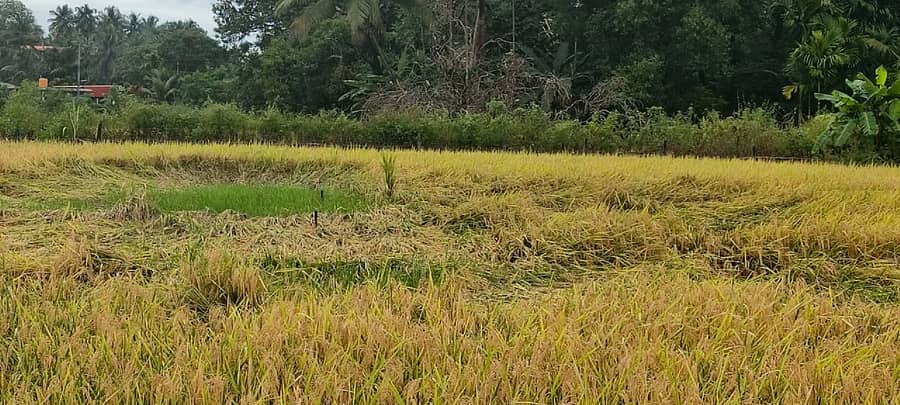 ಗೋಕರ್ಣದ ಬೇಲೆಹಿತ್ತಲ ಬಳಿ ಮಳೆಯಿಂದ ಭತ್ತದ ಸಸಿ ಮುಗುಚಿ ಬಿದ್ದಿದೆ